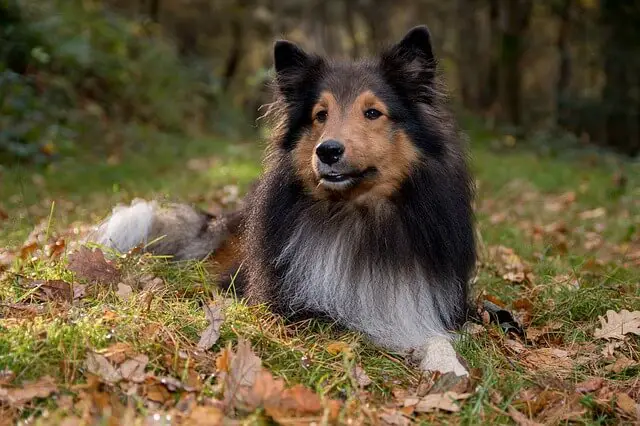 sheltie in woods