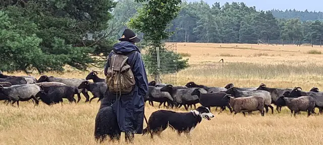 shepherd and his dog