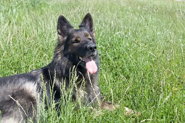 shepherd dog panting