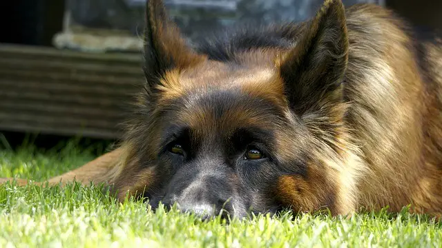 shepherd-dog senior on grass