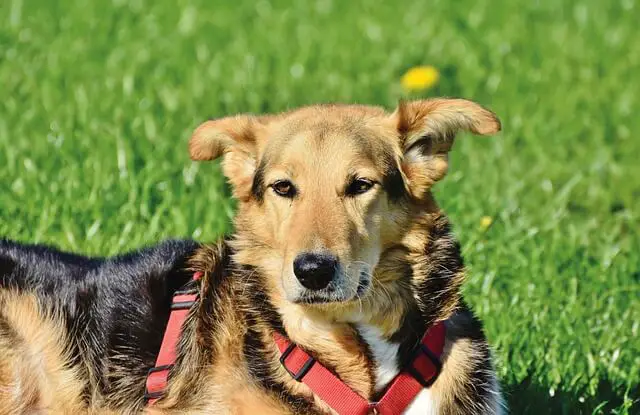 shepherd mix