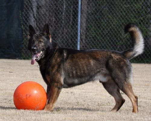 shepherd with a herding ball