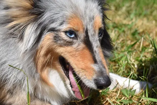 shetland sheepdog face