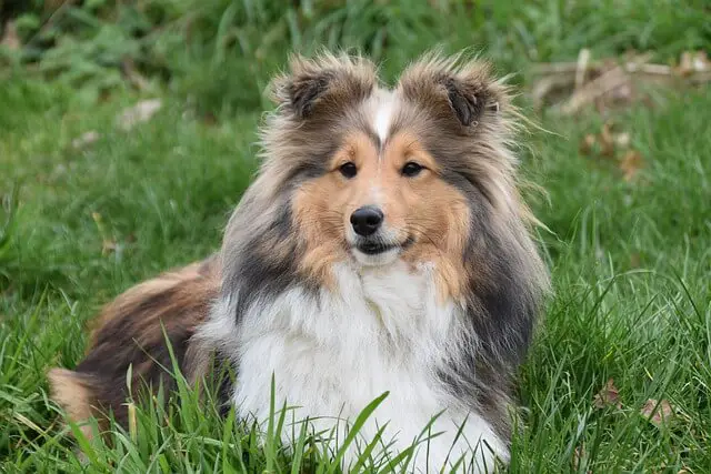 Perro pastor de Shetland en hierba