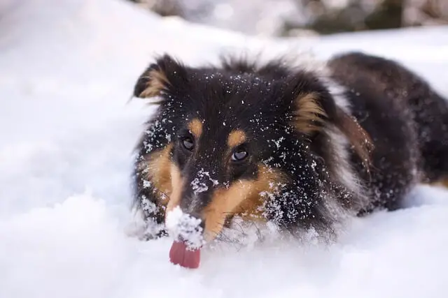 pas na snijegu
