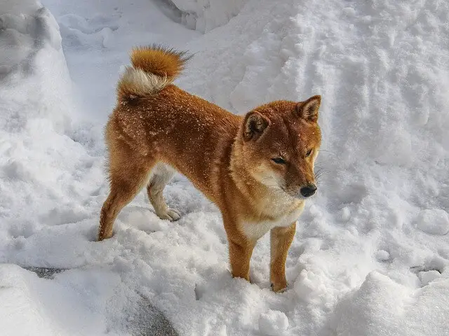 shiba inu on snow