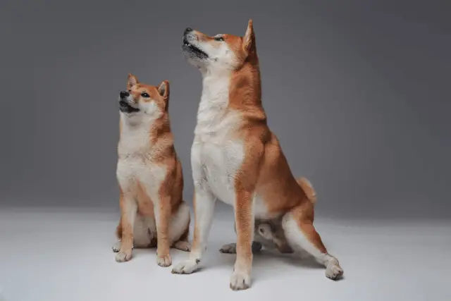 Shiba Inu