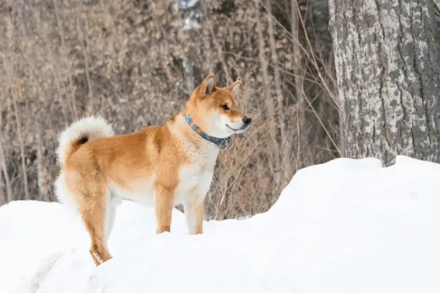 Shiba Inu