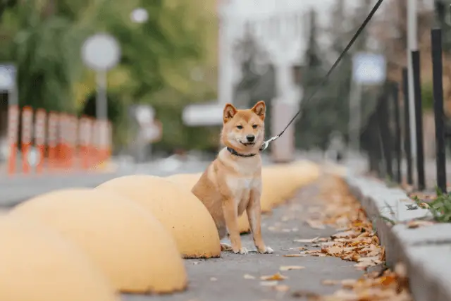 Shiba Inu