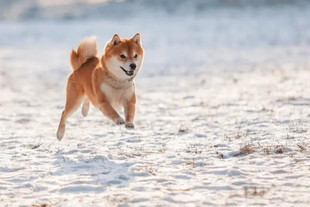 Shiba Inu