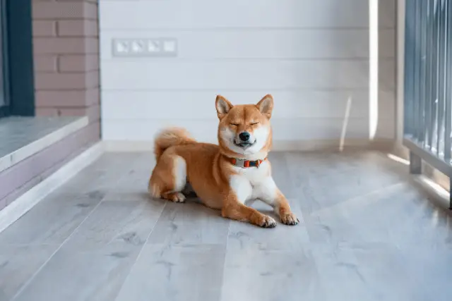 Shiba Inu