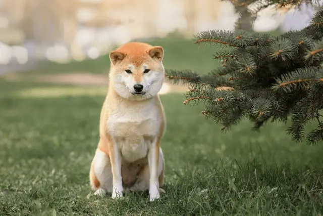 Shiba Inu