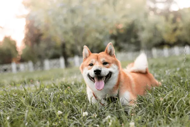 Shiba Inu