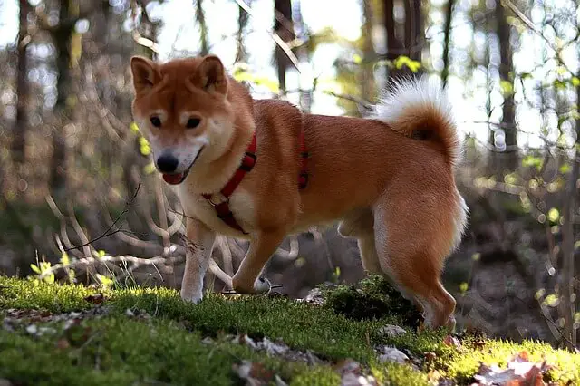 shiba inu