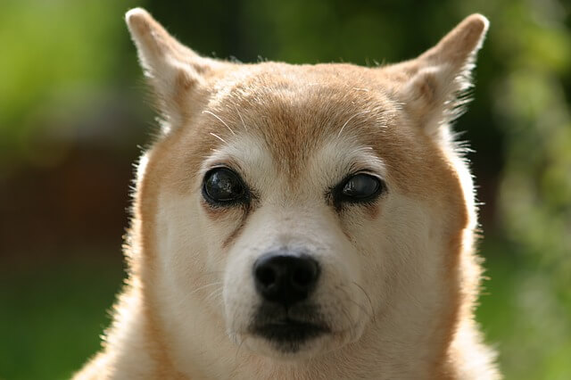 shiba-inu blind