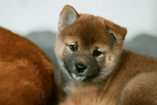 Shiba Inu puppy