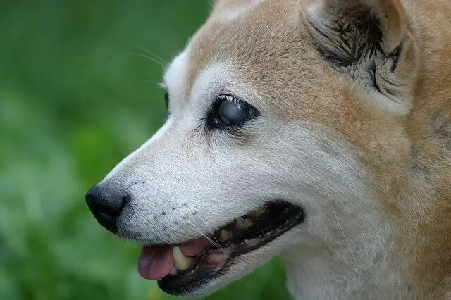 shiba-inu vision loss