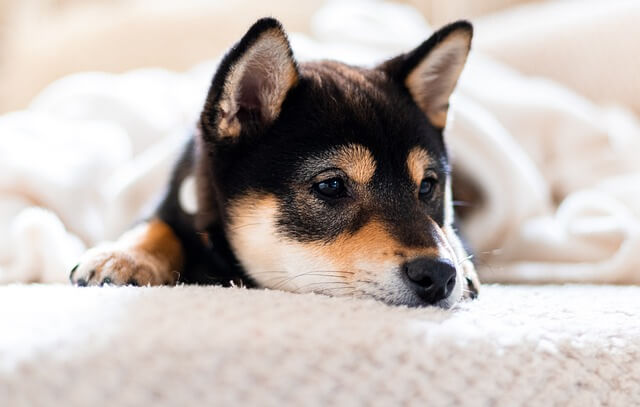 shiba on bed