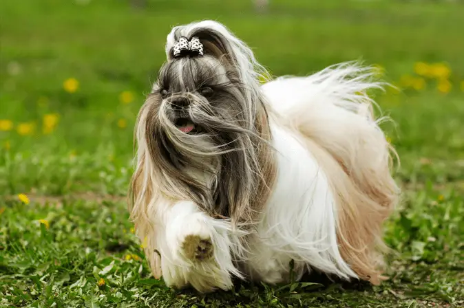 Shih Tzu