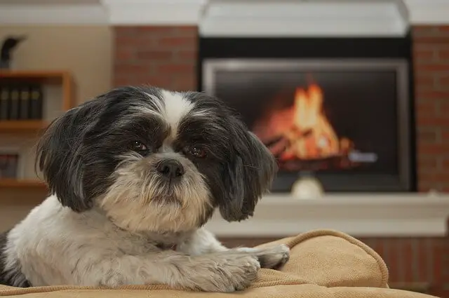 shih-tzu in the living room