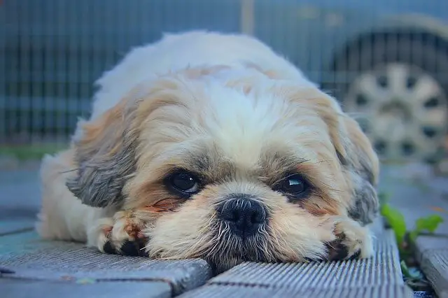 shih tzu laying