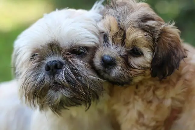 shih tzu mom and puppy