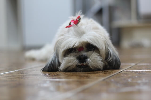 shih tzu on the floor