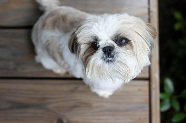 shih tzu seduto