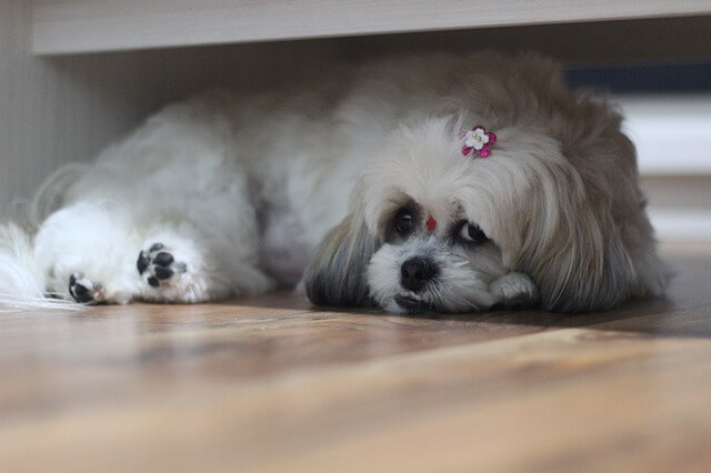 shih tzu under bed