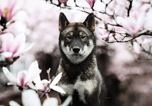 shikoku dog