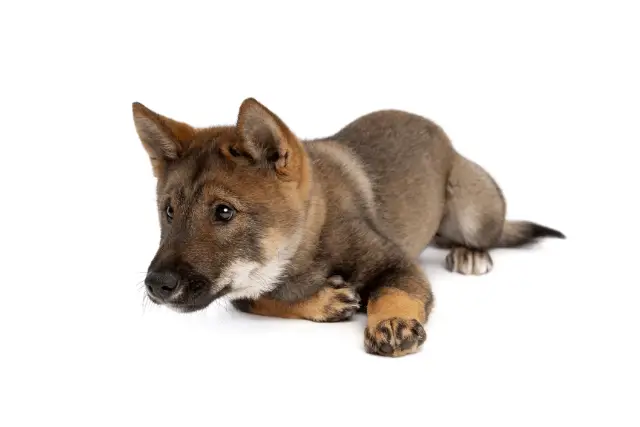 Shikoku puppy