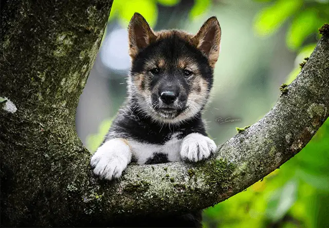 shikoku puppy