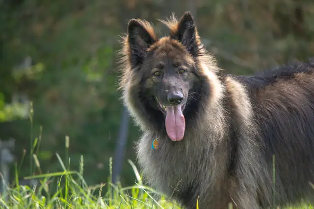 shiloh shepherd dog