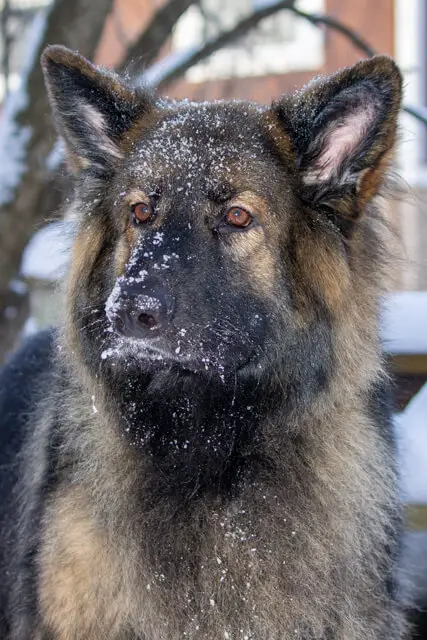 shiloh shepherd