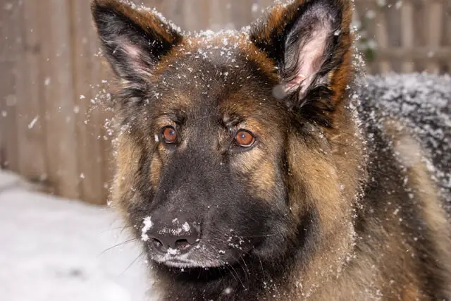 shiloh shepherd on snow