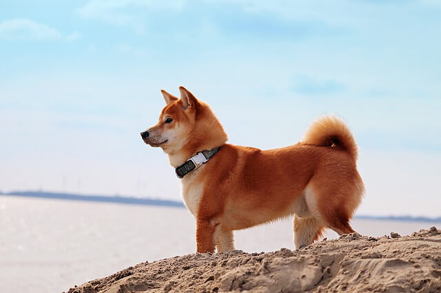 shoba inu on beach