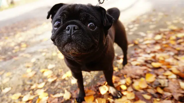 shocked pug