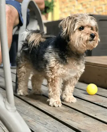 shorkie under table