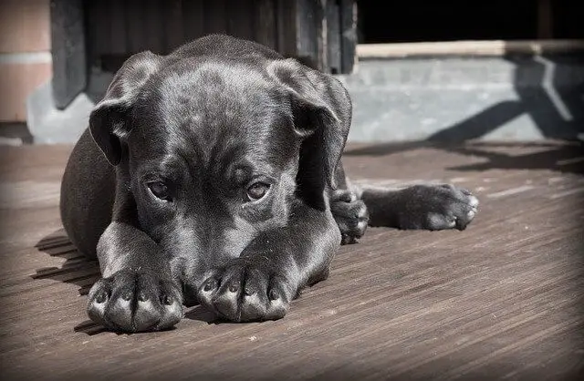 câine timid