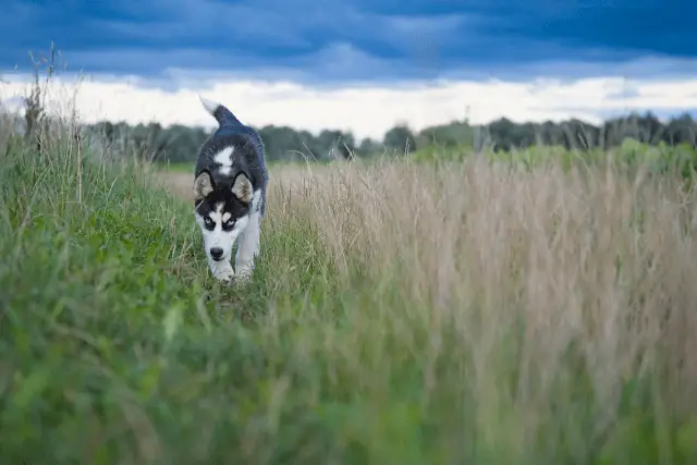 Siberian Husky