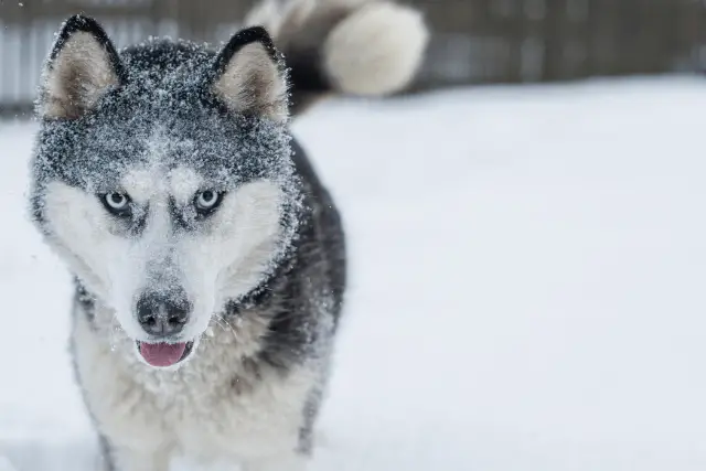 Siberian Husky