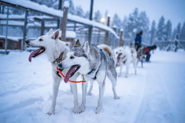 Siberian Husky