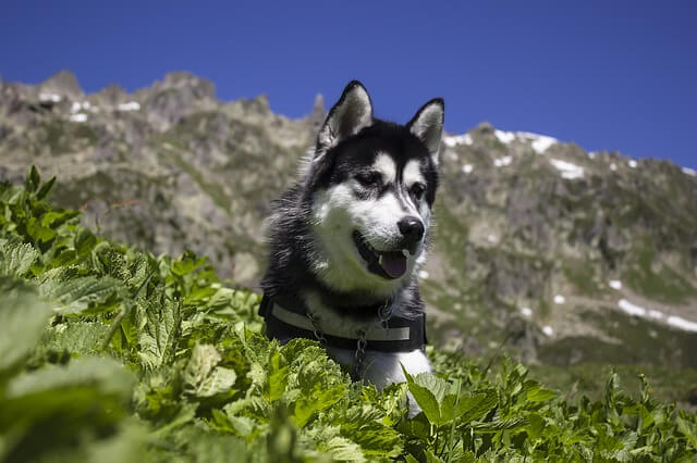 siberian husky