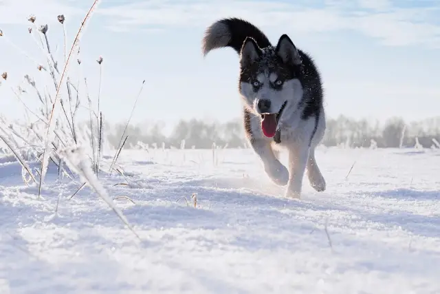 Siberian Husky