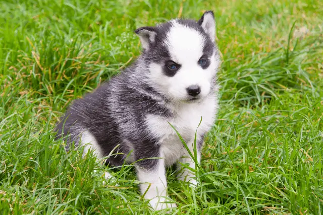 Siberian Husky puppy