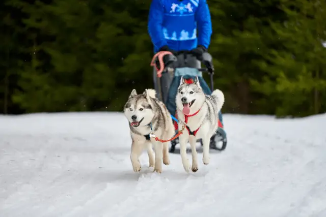 Siberian Husky sled