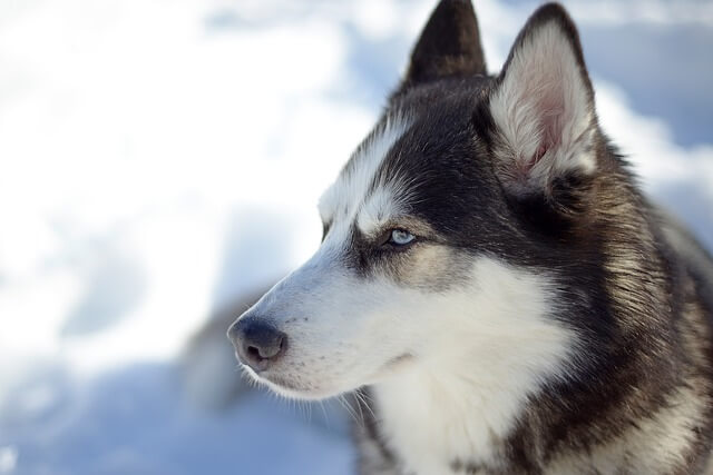 siberian husky