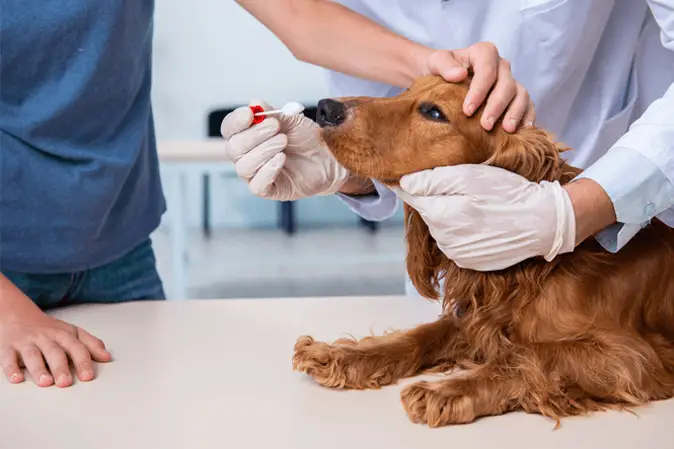 sick dog at vet