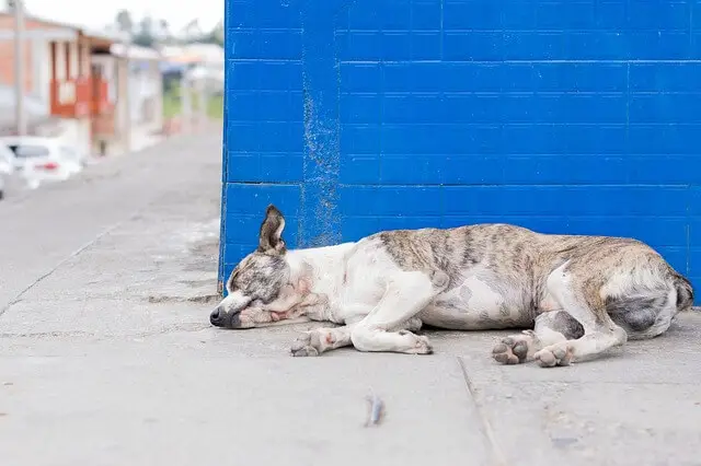 perro enfermo durmiendo