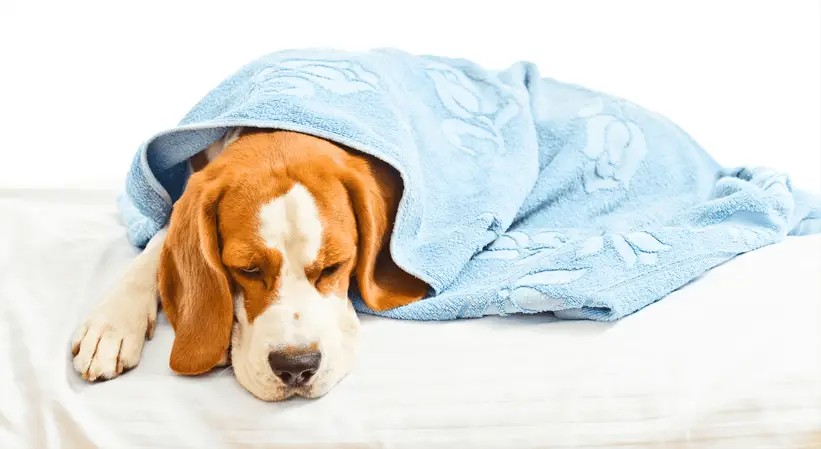 sick dog with blanket
